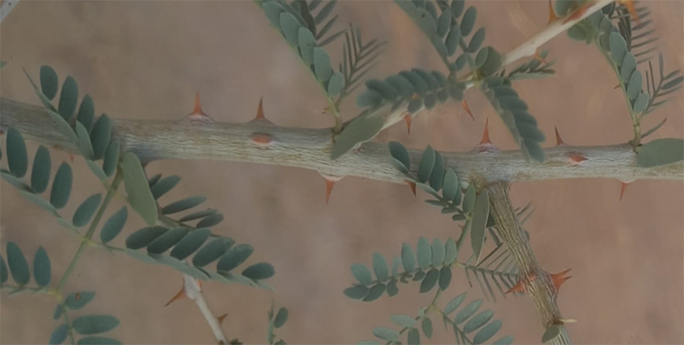 कांटे से रियल शमी पौधे की पहचानr