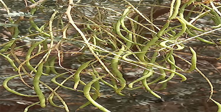 Identify real shami by fruit