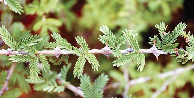 Identify shami by leaf