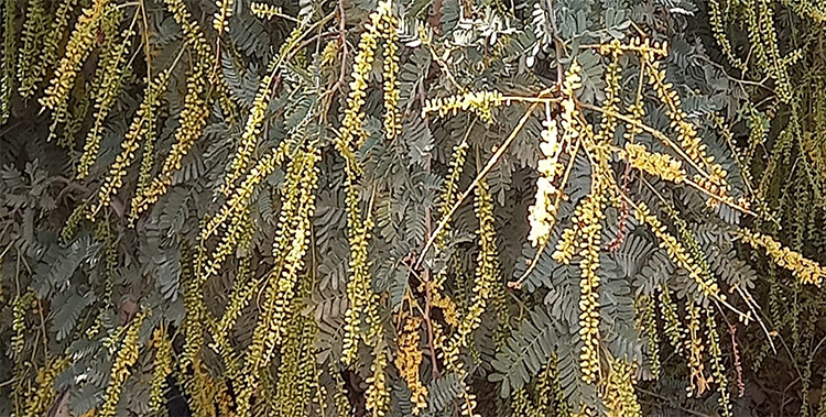 Identify shami tree by flower