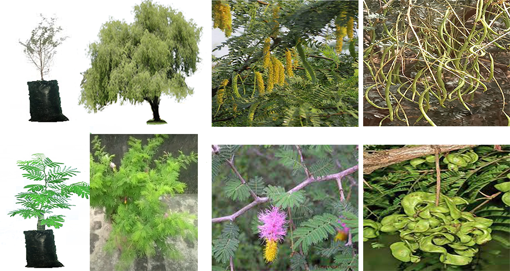 Identification of real Shami tree 