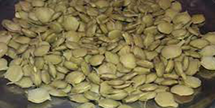 kabuli kikar seeds