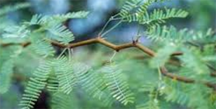 Leaf of kabuli kikar