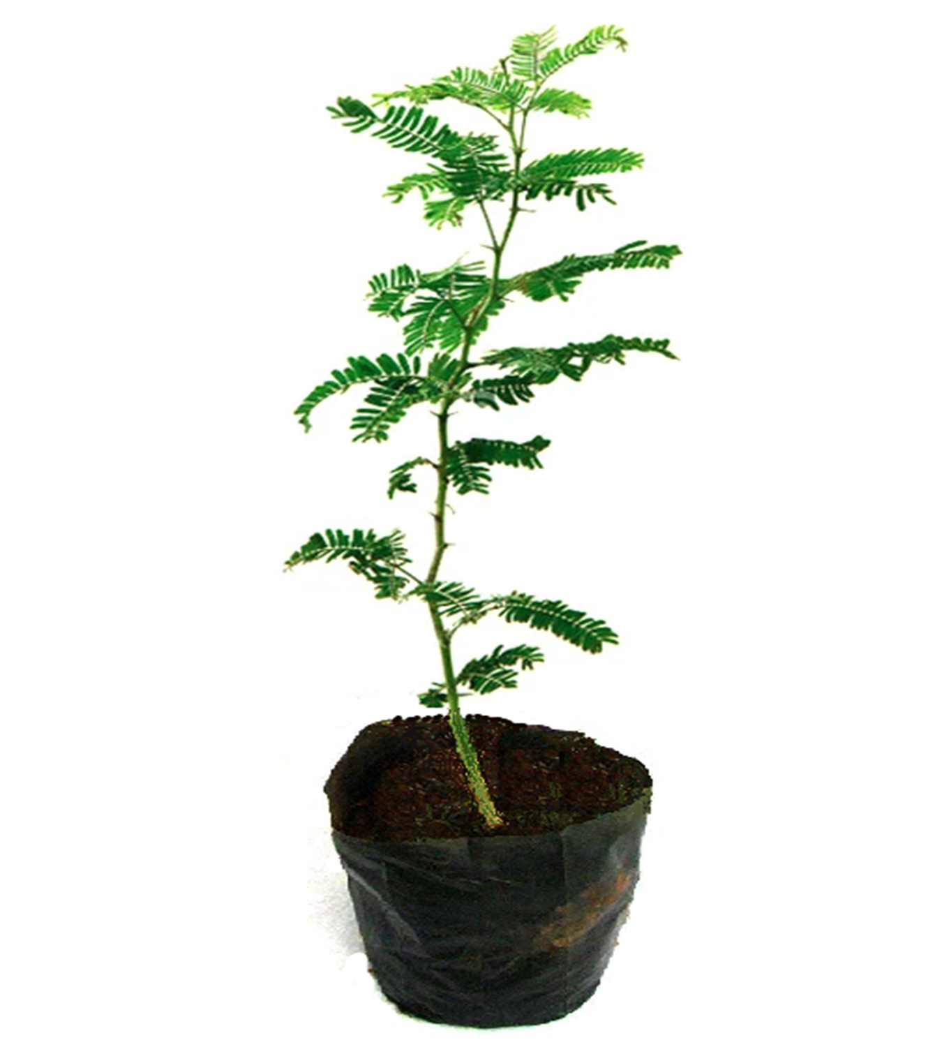 kabuli kikar plant identify