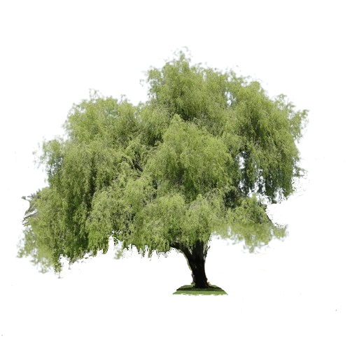 विशाल रियल शमी वृक्ष