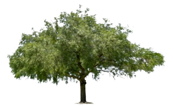 असली शमी वृक्ष की पहचानन