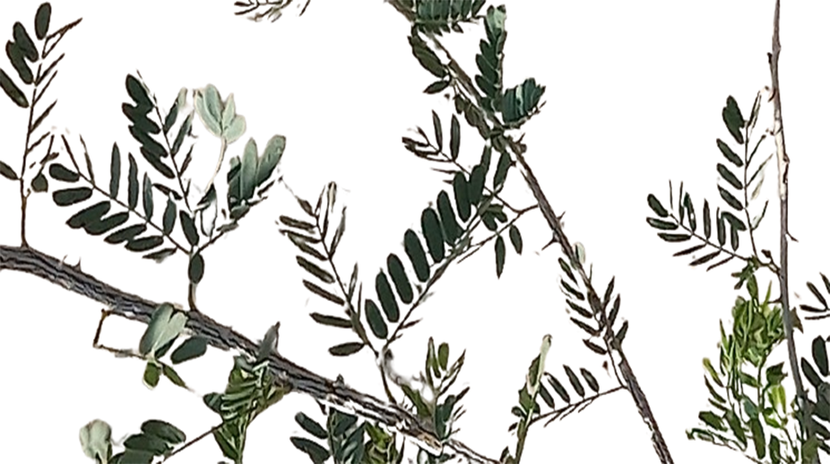 शमी वृक्ष के पत्तियों की पहचान कैसे करें