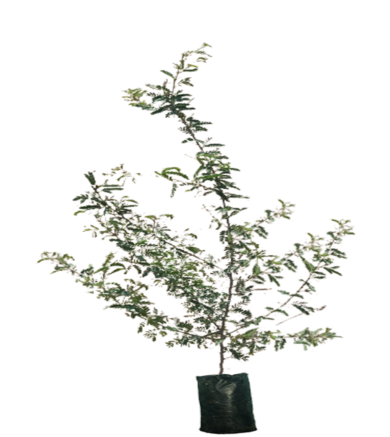 असली शमी वृक्ष की मुख्य पहचान