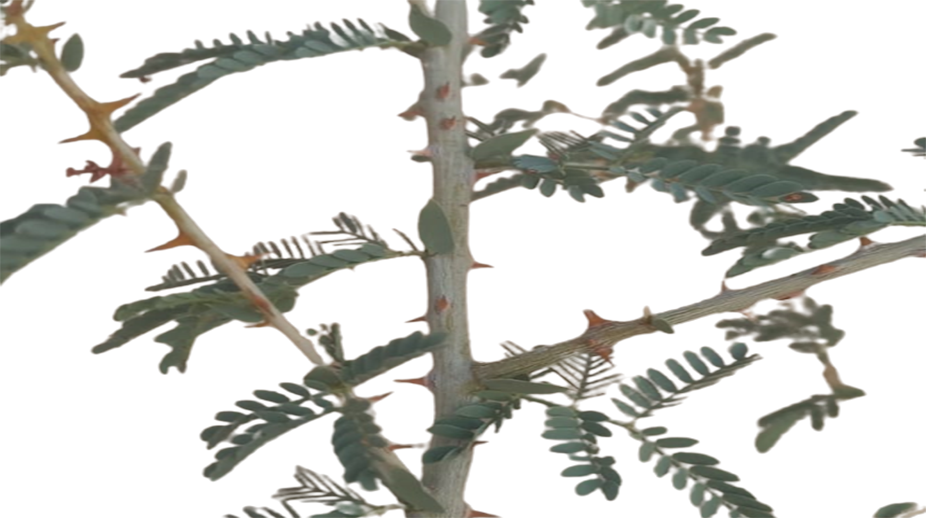 original shami vriksh ki pahchan