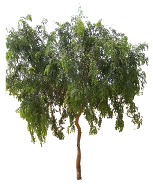 शमी वृक्ष की मुख्य पहचान क्या है ?