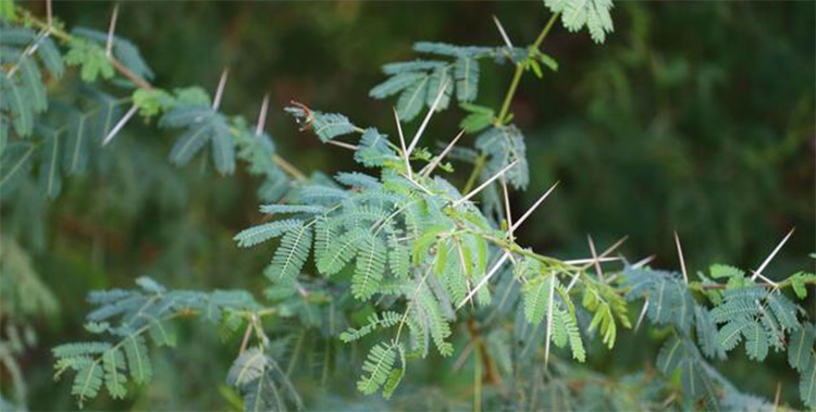 identification kabuli kikar by thron