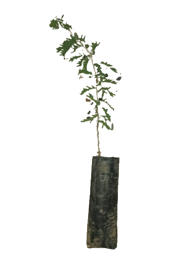 सांगरी उत्पादन के लिए खेजड़ी की बागवानी, फार्मिंग