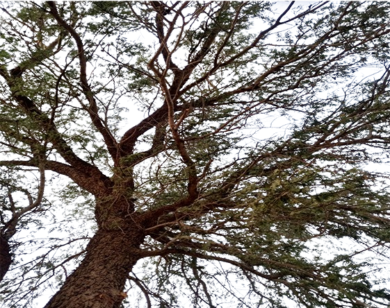 शमी वृक्ष का पूजा के उद्देश्य से उपयोग