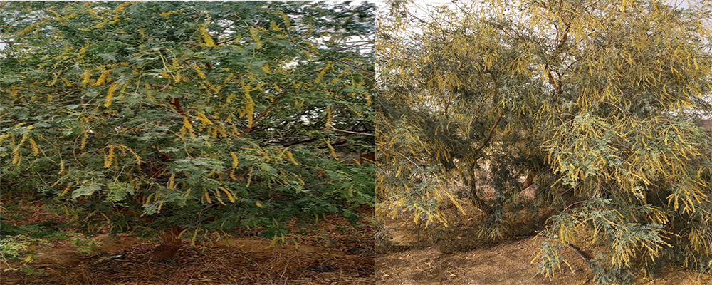 काजरी द्वारा विकसित ग्राफ्टेड थार शोभा खेजड़ी