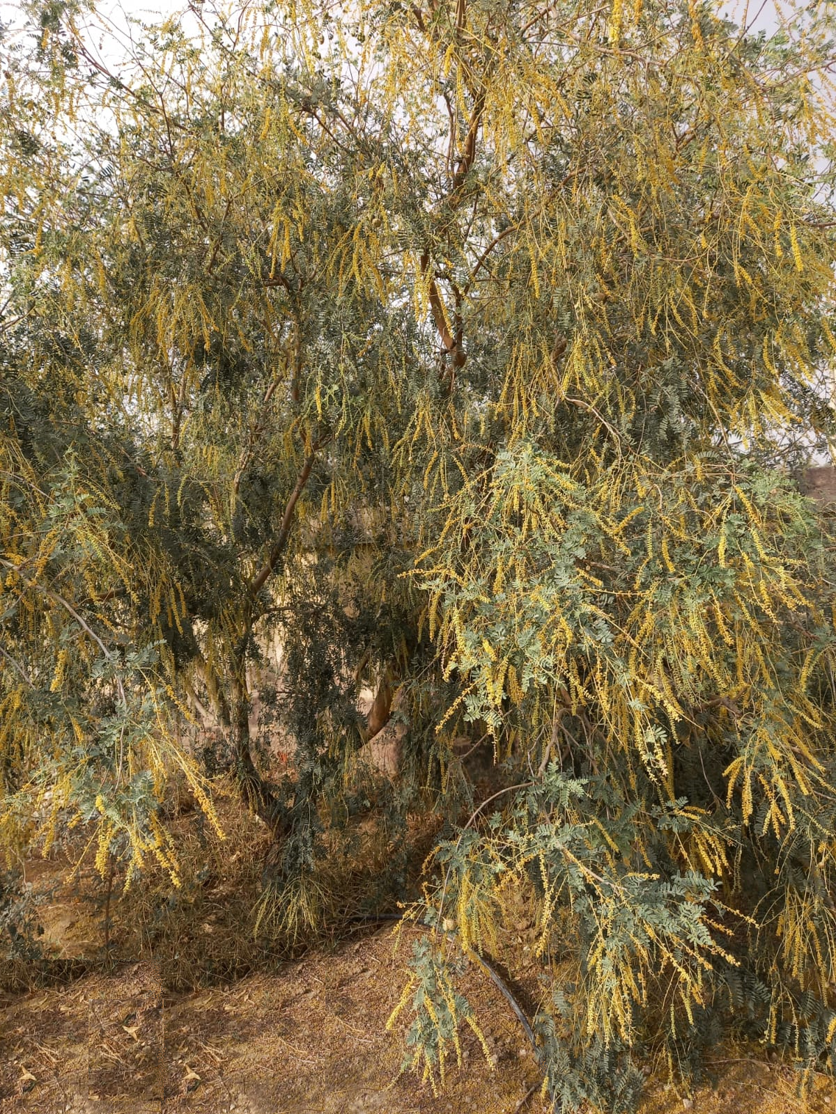 ग्राफ्टेड थार शोभा खेजड़ी