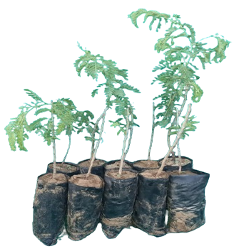 बागवानी के लिए थार शोभा खेजड़ी के पौधे